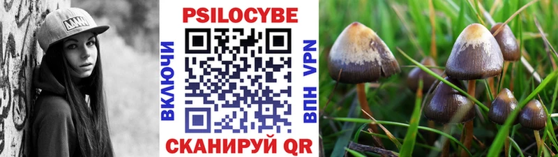 Галлюциногенные грибы Psilocybe  купить наркотик  Кыштым 