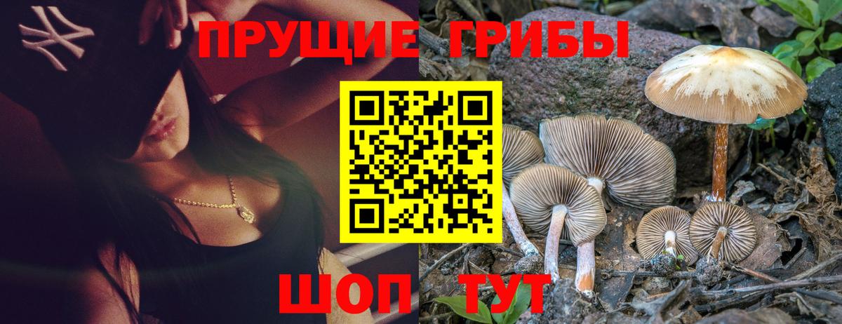 Псилоцибиновые грибы Psilocybine cubensis Кыштым